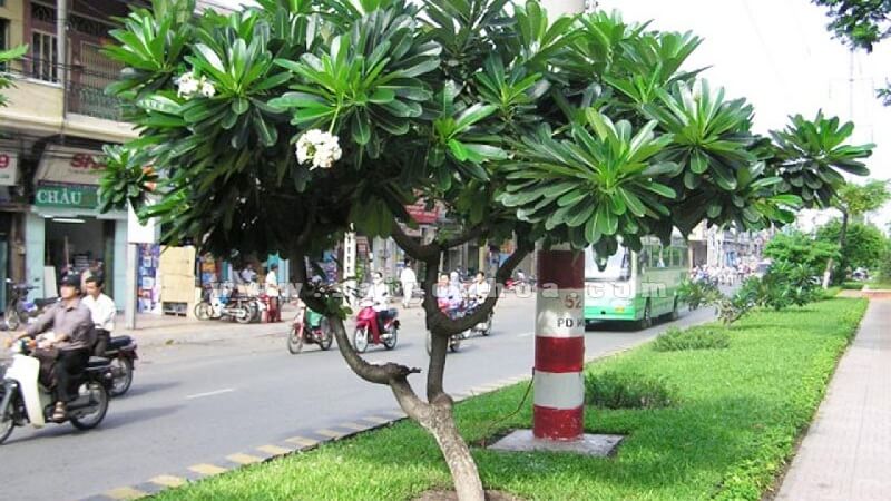 dùng nhiều bộ phận của cây đại để chữa bệnh