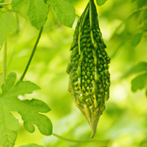 Cây khổ qua (Momordica charantia) được sử dụng trong y học cổ truyền và hiện đại với nhiều ứng dụng khác nhau.