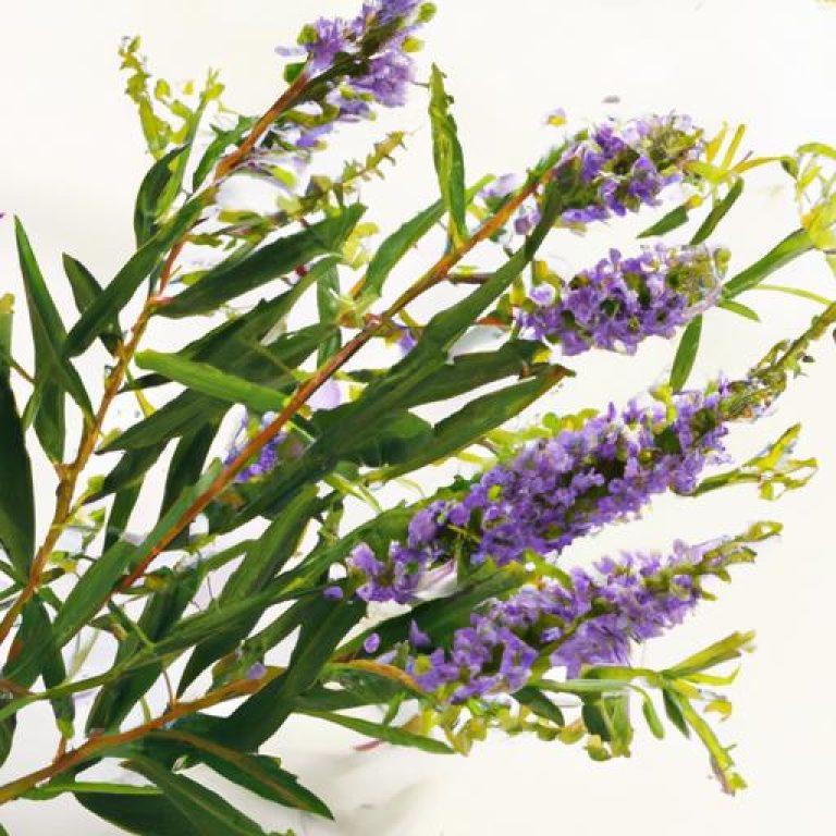 Cây Trinh Nữ Hoàng Cung