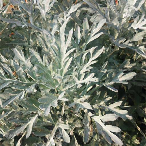 Hình ảnh chi tiết về các thành phần hoạt chất trong cây bồn tử (Artemisia annua).