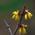 Đỗ trọng (Cornus officinalis): Một Thảo dược Quý Giá cho Sức Khỏe