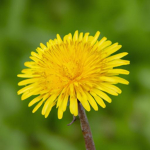 Bồ công anh (Taraxacum) – Một cây cỏ phổ biến và có ích
