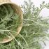 Cây bồn tử (Artemisia annua): Ứng dụng trong y học và lợi ích sức khỏe