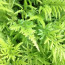 Cây cỏ tranh (Pteridium aquilinum): Tìm hiểu về loài cây độc đáo