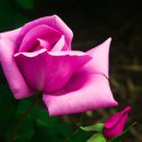 CÂY HOA HỒNG (ROSA): VƯỢT QUA MỌI TIÊU CHÍ VỀ SỨC KHỎE VÀ VẺ ĐẸP