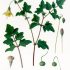 Cây hoàng đằng (Codonopsis pilosula): Tìm hiểu về một loại thảo dược quý