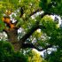 Cây sồi (Quercus): Một cây cổ thụ đầy quyền năng