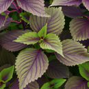 Cây tía tô (Perilla frutescens): Đặc điểm, lợi ích và cách chăm sóc