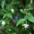Cây đinh hương (Eugenia caryophyllata) – Tất cả những điều bạn cần biết