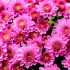 Cúc la mã (Chrysanthemum morifolium): Một giống hoa đẹp và phổ biến