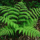 Cỏ tranh (Pteridium aquilinum): Hiểu về loài cây độc đáo này