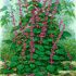 Hà thủ ô (Polygonum cuspidatum): Tổng quan về cây thảo dược hữu ích