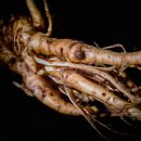 Hồng sâm (Panax ginseng): Trợ thủ đắc lực cho sức khỏe