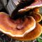 Linh chi (Ganoderma lucidum): Một giới thiệu về loại nấm này