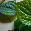 Lá lốt (Piper sarmentosum): Thảo dược tuyệt vời cho sức khỏe