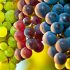 Nho (Vitis vinifera): Thông tin và lợi ích của loại trái cây tuyệt vời này