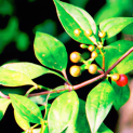 Quế (Cinnamomum verum): Một Thảo Dược Quý Giá Cho Sức Khỏe