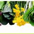 Rau bắp cải (Brassica oleracea) – Tất cả những gì bạn cần biết