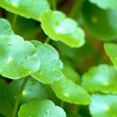 Rau má (Centella asiatica) – Tất cả những gì bạn cần biết