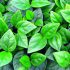 Rau Răm (Polygonum odoratum): Thảo dược tuyệt vời cho sức khỏe