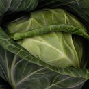 Bắp cải – Một loại rau cải ngon và bổ dưỡng