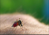 Cách diệt muỗi anophen hiệu quả, an toàn cho sức khỏe cả nhà