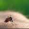 Cách diệt muỗi anophen hiệu quả, an toàn cho sức khỏe cả nhà