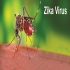 Vius Zika là gì và cách phòng chống bệnh