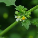 Cây chó đẻ: Biểu tượng của sức khỏe và vẻ đẹp tự nhiên