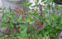 Cây Hương Nhu – Những Công Dụng Bất Ngờ Và Cách Sử Dụng