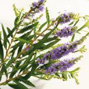 CÂY TRINH NỮ HOÀNG CUNG – MỘT LOẠI CÂY ĐỘC ĐÁO VỚI NHIỀU LỢI ÍCH SỨC KHỎE