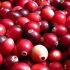Cranberry – Tất cả những gì bạn cần biết về loại quả này