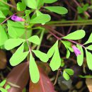 Rau Diếp Cá: Công Dụng, Trồng Trọt và Lợi Ích Sức Khỏe