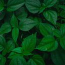 Sâm Đất: Thảo Dược Quý Giá Cho Sức Khỏe và Làm Đẹp