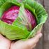 Tác dụng của Bắp cải: Lợi ích sức khỏe từ loài rau quen thuộc