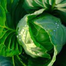 Tác dụng của Cải bẹ xanh: Tổng quan về loại rau này