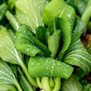 Tác dụng của Cải xoong