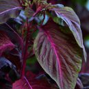 Tác dụng của Rau dền đỏ