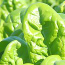 Giới thiệu về Rau má